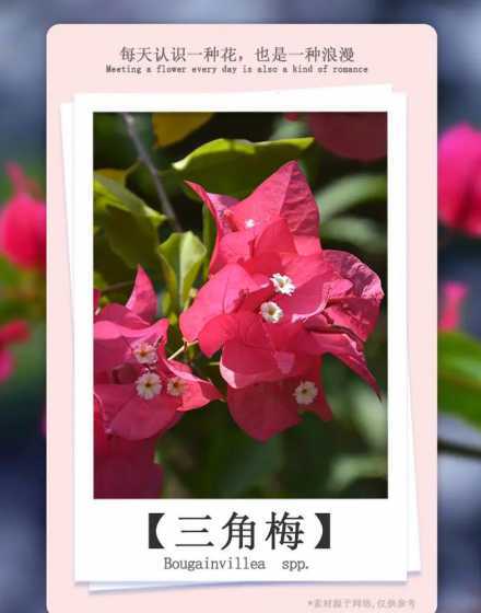 三角梅为什么花开的稀 广西一颗三角梅开出三色花,这样的花是不是很稀奇