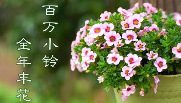 百万小玲什么时候播种 能介绍一下百万小玲吗夏天又该如何养护