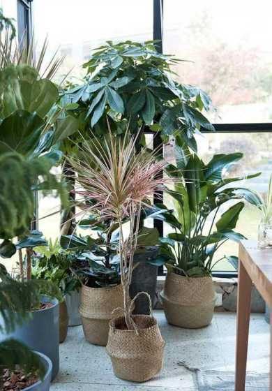 屋里放什么植物不干燥 室内干燥养什么植物