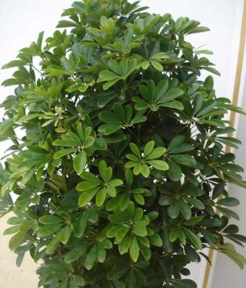 办公室适合养的绿植花草 适合办公室养的绿植有哪些