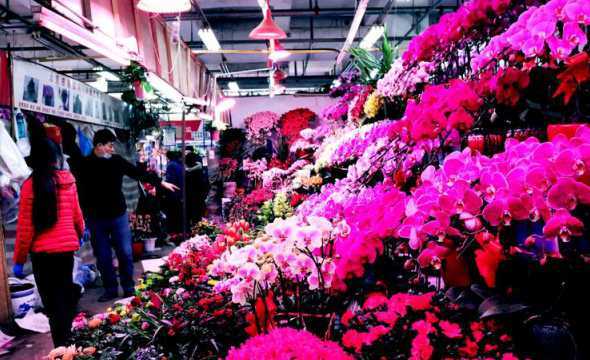 石家庄花卉市场有哪些 石家庄有哪些花卉市场