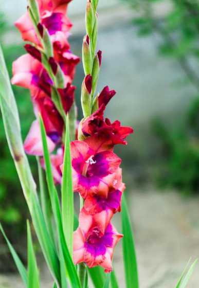 唐菖蒲花开完怎么处理 唐菖蒲开完花后怎么办