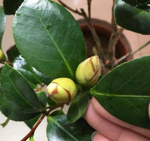 茶花花苞为什么开花慢 茶花长了花苞却迟迟不开放是什么原因导致的