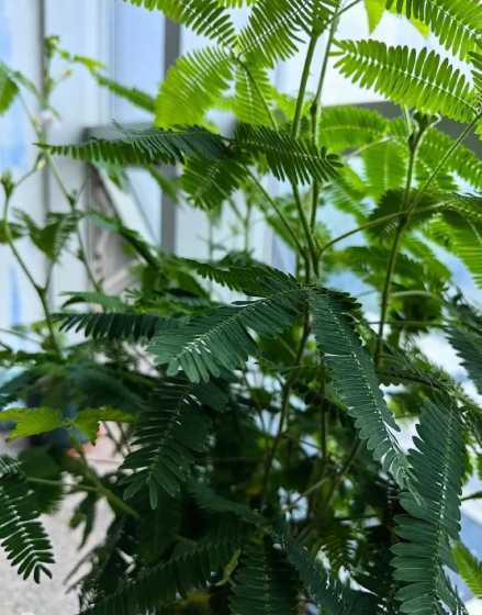 含羞草开花寓意着什么 含羞草的花语是什么意思