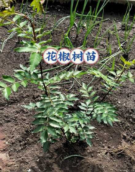 花椒树苗什么时候栽培 花椒树苗什么时候种植