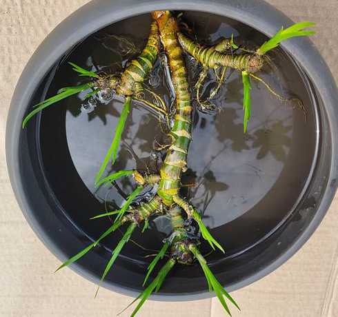 水培植物用什么固定根 睡莲无土水培怎么固定