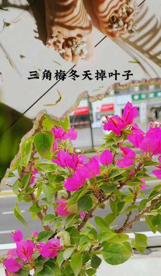 冬天为什么三角梅更红 冬天三角梅会发牙