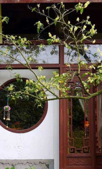 什么品种桂花种院子好 桂花种在院子什么位置比较好