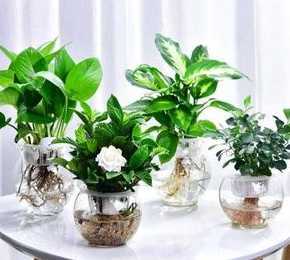 适合卧室水养的花草植物 卧室里养水养植物好