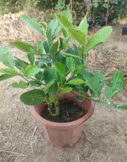 柠檬扦插什么时间移栽 柠檬树扦插