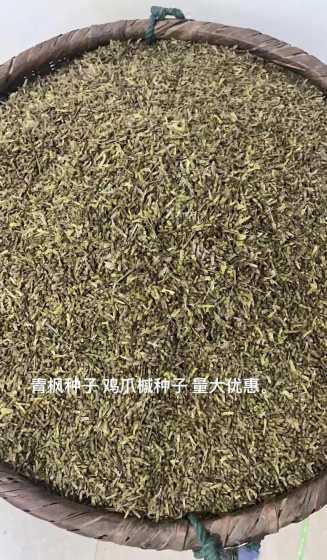 鸡爪槭种子价格是多少 鸡爪槭的种子为什么有