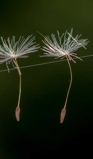 蒲公英的种子像什么花 蒲公英的种子像什么【说出4种】