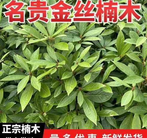 金丝木树苗多少钱一根 金丝楠木现在的市场价是多少(金丝楠木一棵树价值多少)