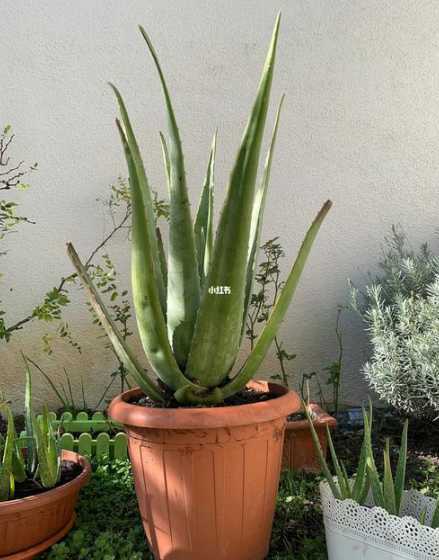 芦荟怎么种植可以爆盆 芦荟爆盆了,要怎么剪,一盆就可以变多盆