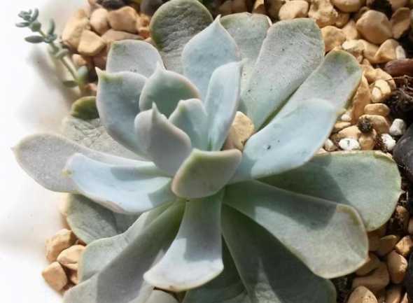 多肉叶片发软怎么解救 多肉植物底部叶片发软甚至脱落怎么办
