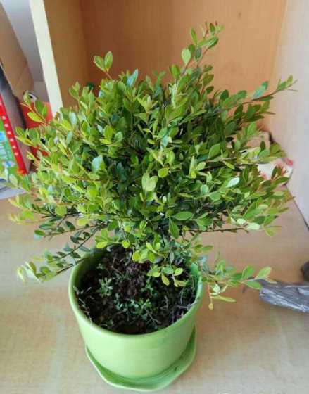 小叶米兰为什么不开花 为什么有的植物不开花