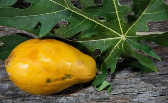 木瓜属于什么科的植物 木瓜是蔬菜还是水果