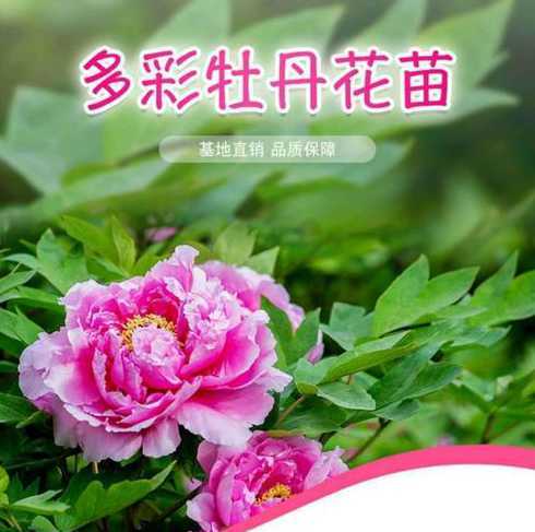 重瓣牡丹苗多少钱一棵 牡丹花怎么种植