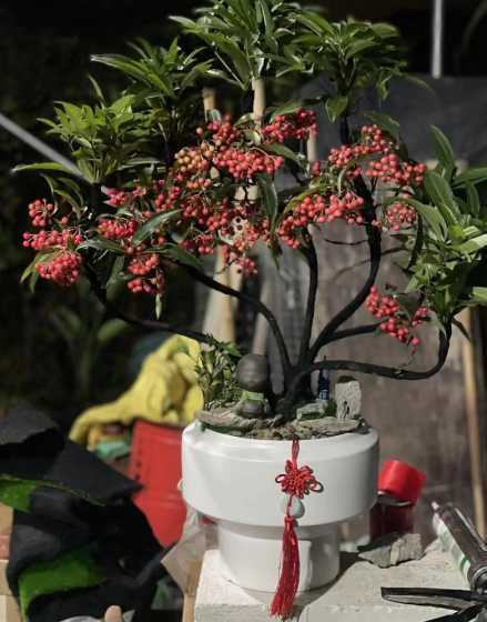 富贵籽配什么颜色花盆 四月份适合种什么花