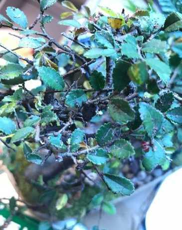 榆树长虫子了怎么处理 如何防治榆树上的虫子