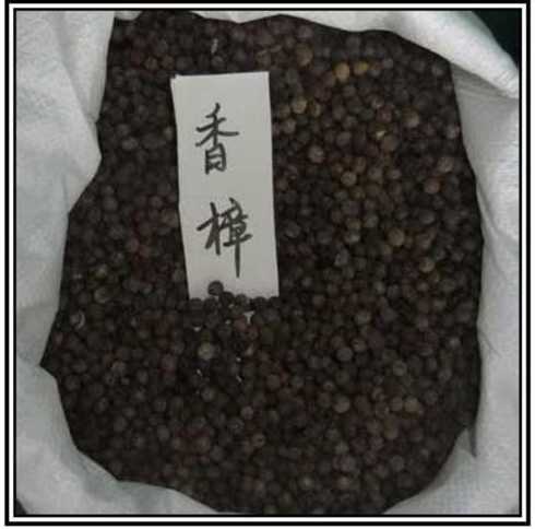 香樟的的种子是什么形 香樟树的果子长什么样