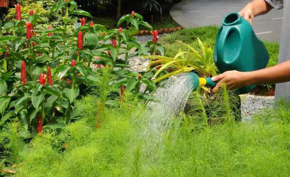 室内花草冬天隔几天浇水 冬天室内养花几天浇一次水啊
