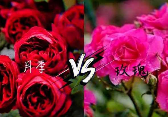 月季和玫瑰有什么品质 月季与玫瑰的区别