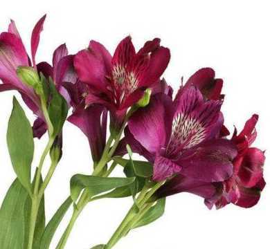 从什么植物开始出现花 植物花的形成是由哪些方面决定的