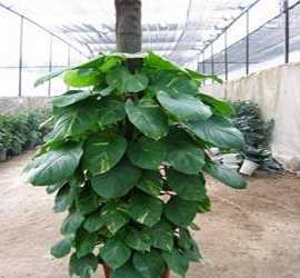 圆叶子绿色是什么植物 绿色叶子的植物有哪些