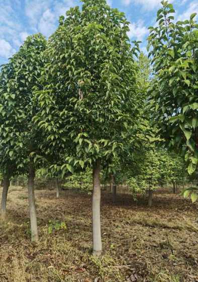 15的二乔玉兰什么价 二乔玉兰 什么时候开花