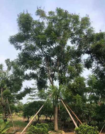 20公分蓝花楹多少钱 蓝楹花什么时候开花