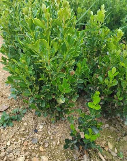 十二月为什么叫黄杨月 为什么我们平时玩的纸牌叫做“扑克牌”