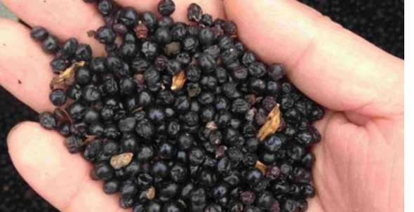 怎么鉴别真假玫瑰种子 玫瑰花有种子吗