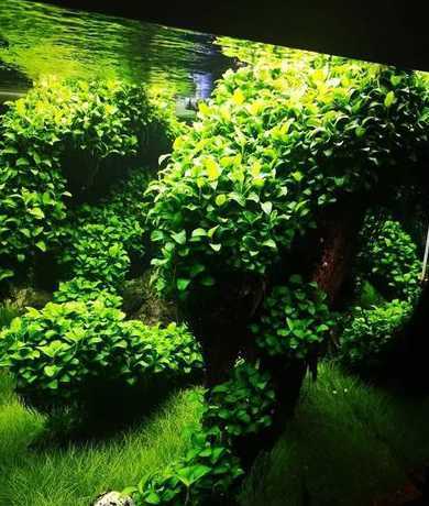 有什么植物可以做水景 哪些是水生植物