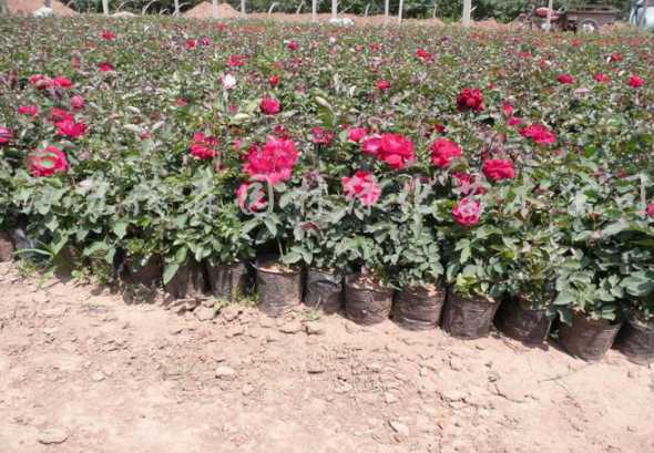 大花月季一平方多少株 白色系的月季分了多少种