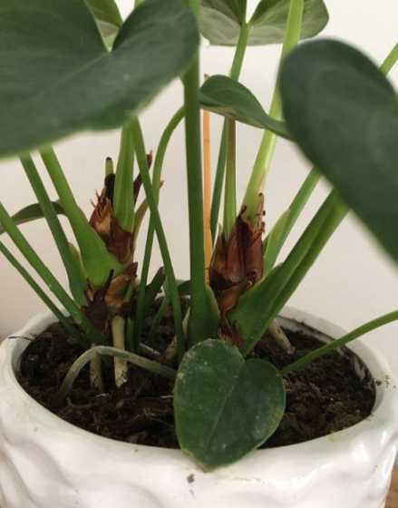 红掌的花黑了怎么回事 红掌花变黑是什么原因