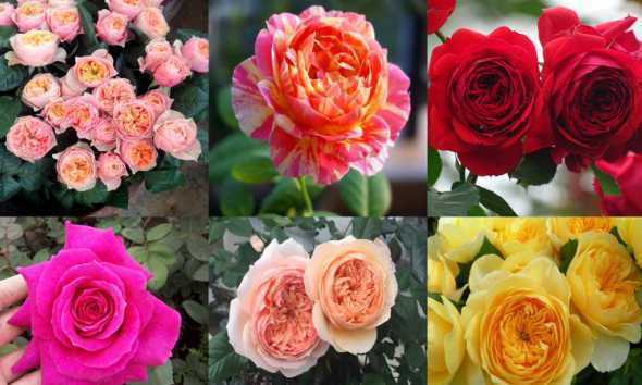 月季都有哪些优良品种 藤本月季有哪些优良品种