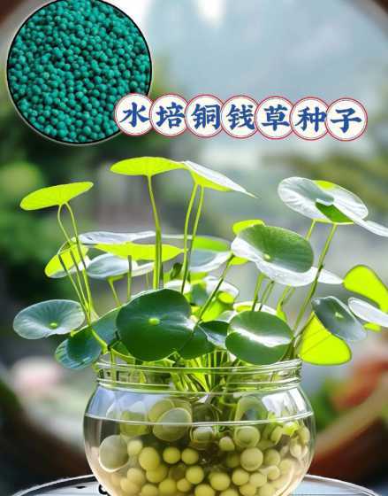 铜钱草种子什么季节养 马蹄金草怎么种马蹄金种植方法和时间是什么