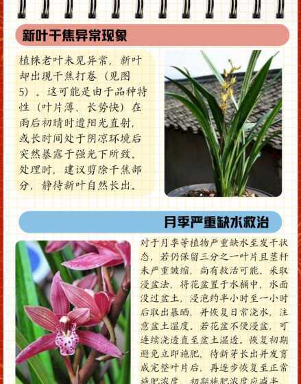 墨兰叶片发黄怎么补救 墨兰叶片有黑斑怎么办