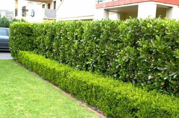 哪些植物适合做绿篱墙 绿篱围墙用什么植物比较好