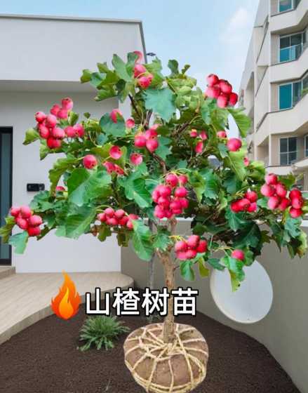 山楂树什么时间移栽好 山楂树什么时候移栽,山楂树怎么移栽