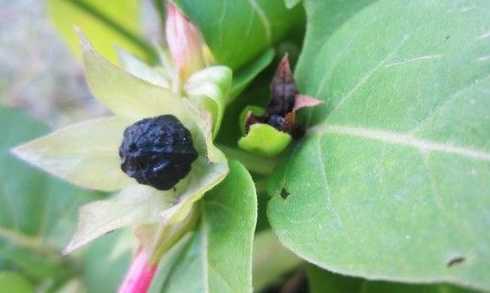 紫茉莉的种子怎么用 紫茉莉种子要泡吗 养护方法是什么