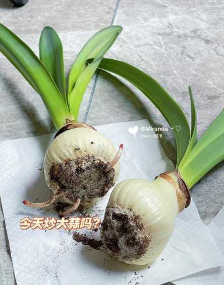 朱顶红开花后怎么处理 朱顶红出花苞了怎么管理