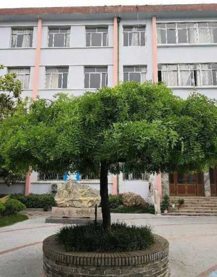 学校种什么树比较适合 学校栽哪些树能旺财