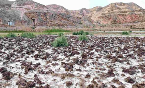 盐碱土壤适宜种植什么 盐碱地适合种什么农作物