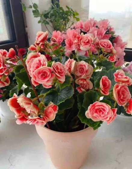 丽格海棠开完花怎么办 丽格海棠开完花怎么办,及时剪除残花枯枝并补充养分