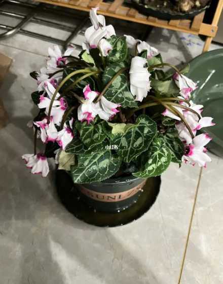 仙鹤来的花蔫了怎么办 仙鹤来开花后怎么修剪(仙鹤来花谢后修剪)