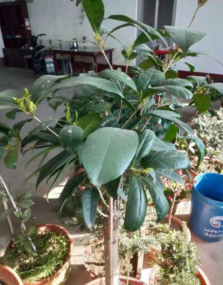 桂花冬天发芽怎么管理 盆栽四季桂花冬季发芽是否正常