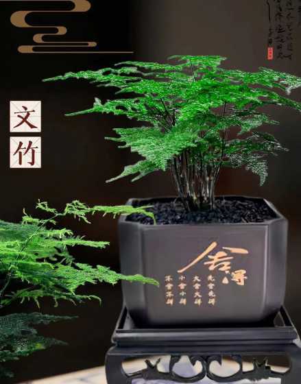 文竹放卧室有什么讲究 文竹放在什么地方风水好