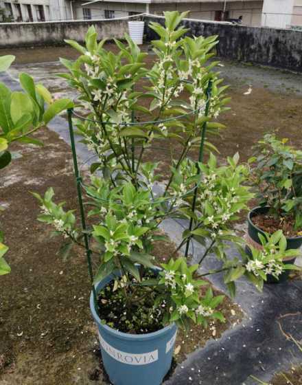 金桔花开花后怎么养护 盆栽金桔现在开花了怎么办